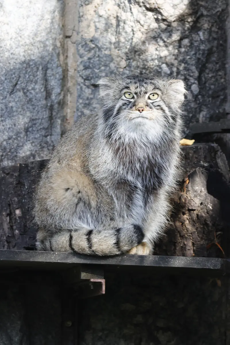 モスクワ動物園のティモフェイの写真