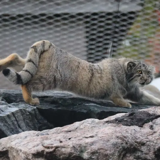 コルケアサーリ動物園のコッリ・オッリの写真