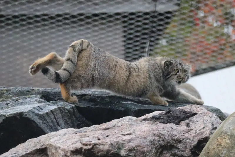 コルケアサーリ動物園のコッリ・オッリの写真