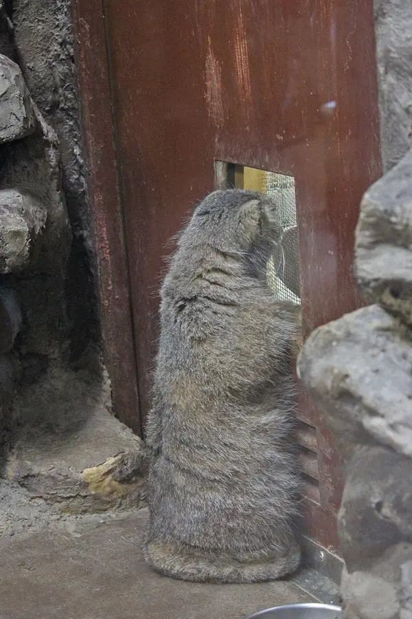恩賜上野動物園のユスの写真