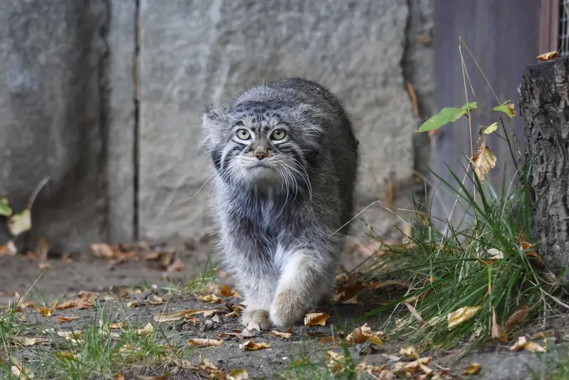 モスクワ動物園のティモフェイの写真