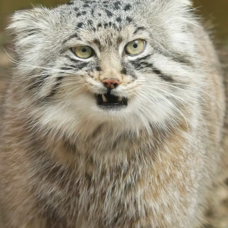 埼玉県こども動物自然公園のロータスの写真