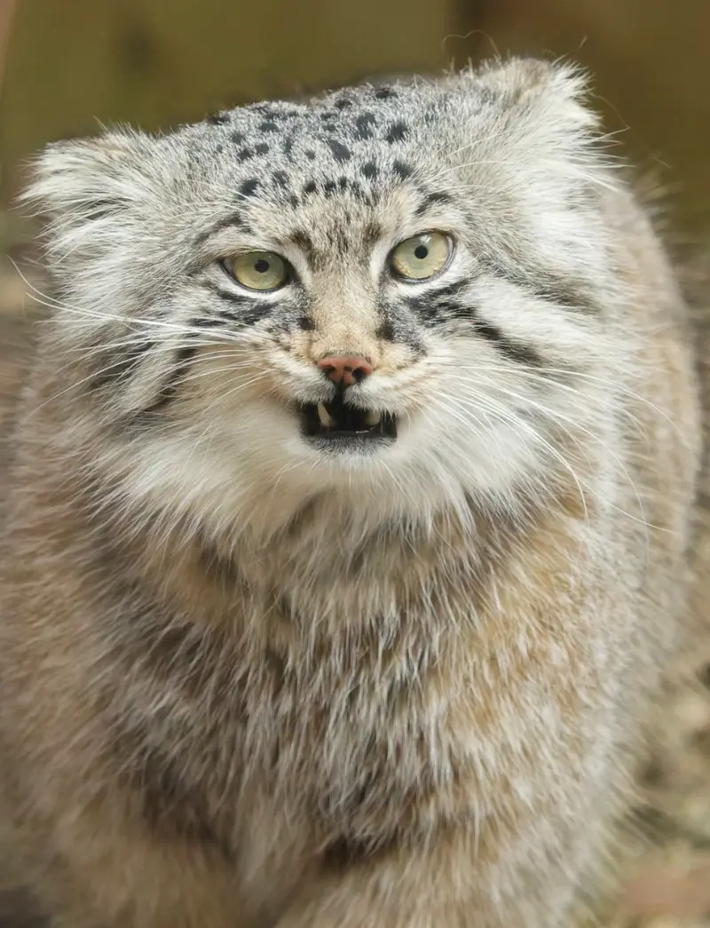 埼玉県こども動物自然公園のロータスの写真