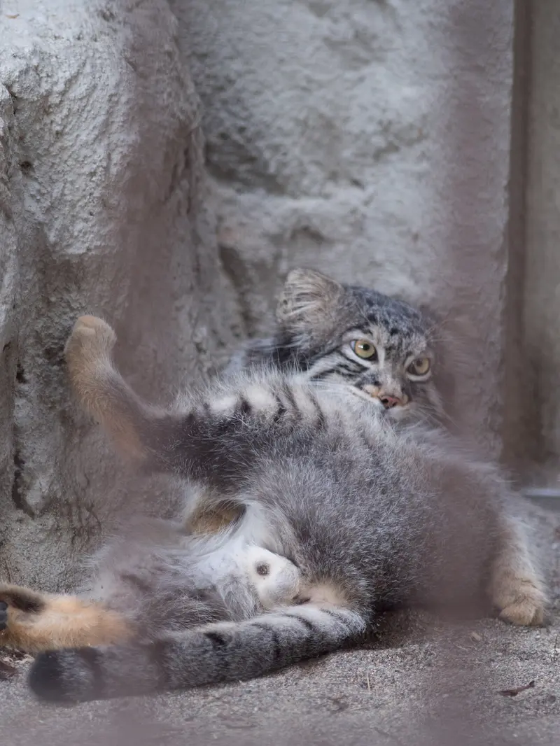 野毛山動物園のフィーガの写真