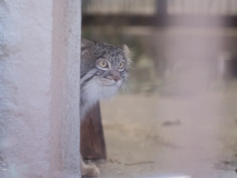 野毛山動物園のフィーガの写真