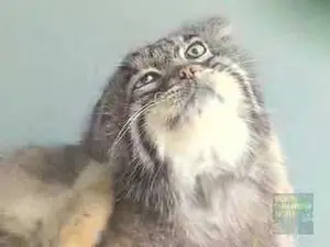 プロスペクト・パーク動物園のニコラスとアレクサンドラの動画