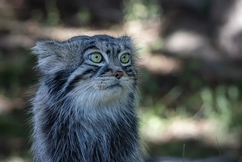 モスクワ動物園のティモフェイの写真
