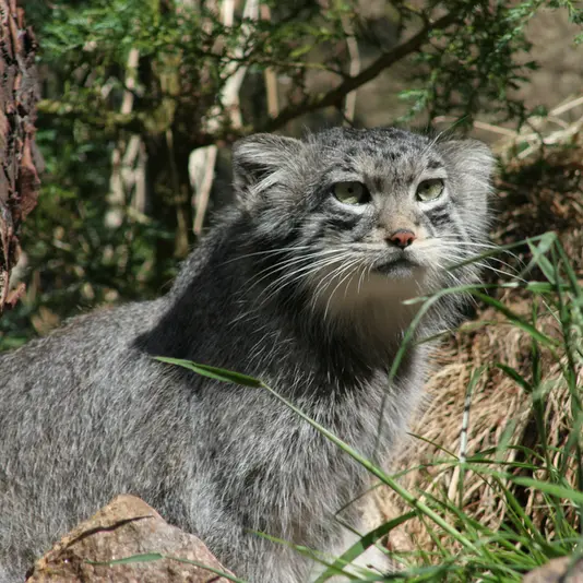 エディンバラ動物園のマヌルネコの写真