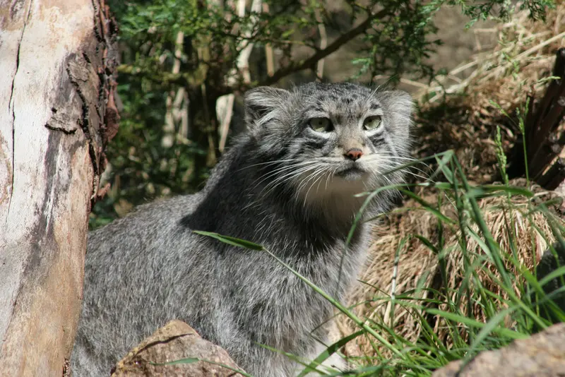 エディンバラ動物園のマヌルネコの写真