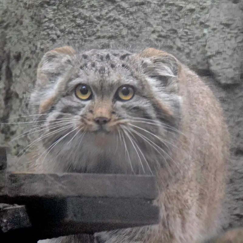 ブダペスト動物園＆植物園のルーシーの写真