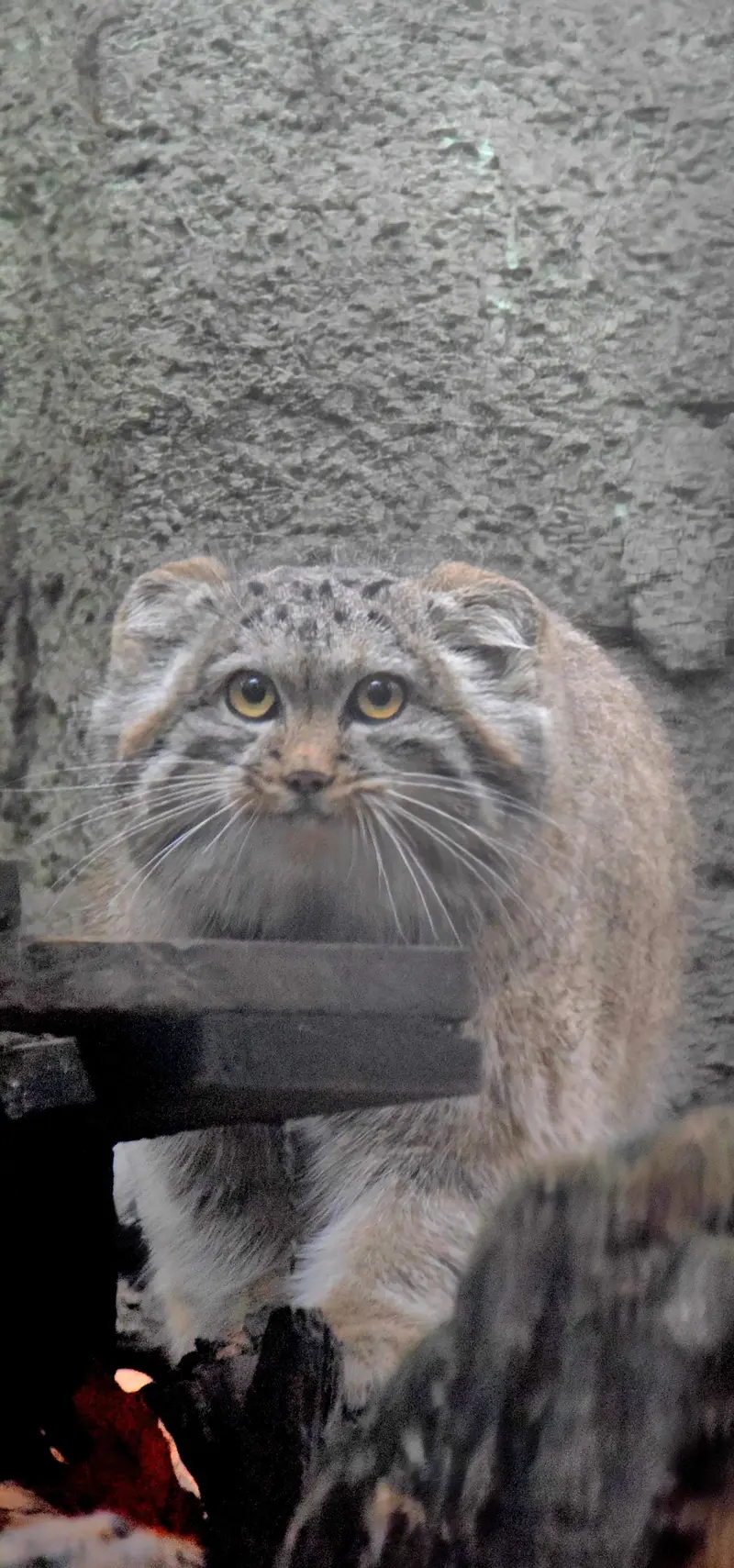 ブダペスト動物園＆植物園のルーシーの写真