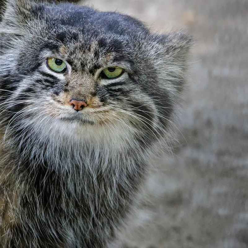 ノヴォシビルスク動物園のマリクの写真