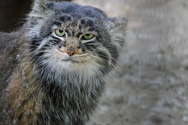 ノヴォシビルスク動物園のマリクの写真