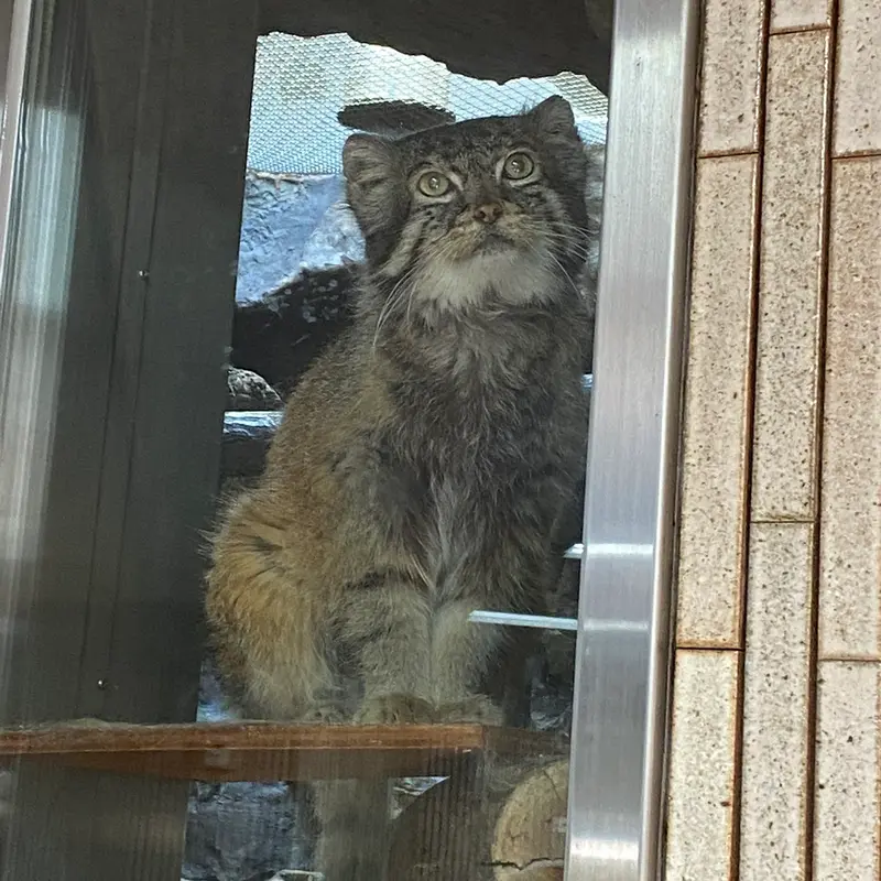 恩賜上野動物園のマヌルネコの写真