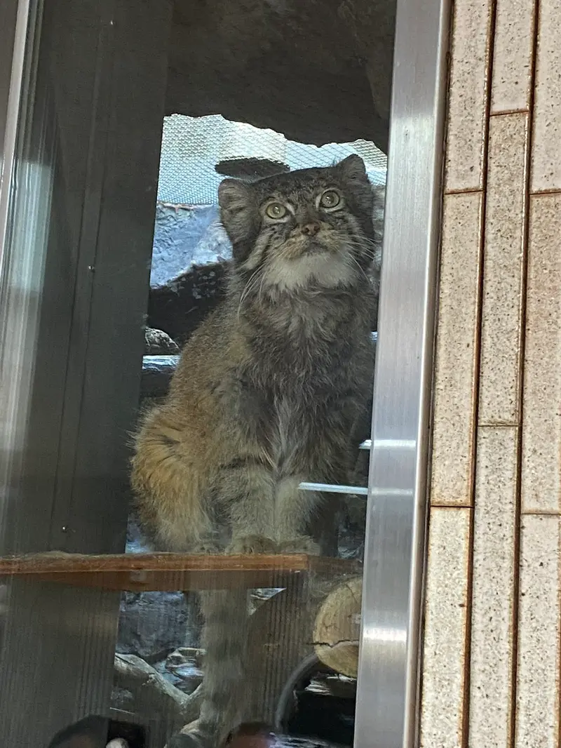 恩賜上野動物園のマヌルネコの写真