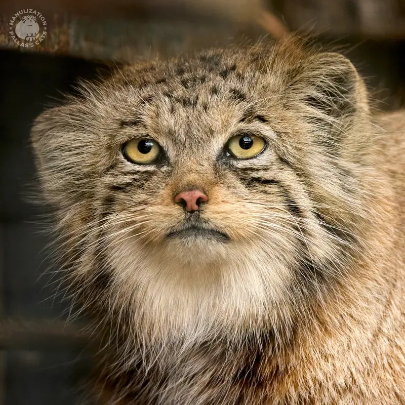 レニングラード動物園のナミカの写真