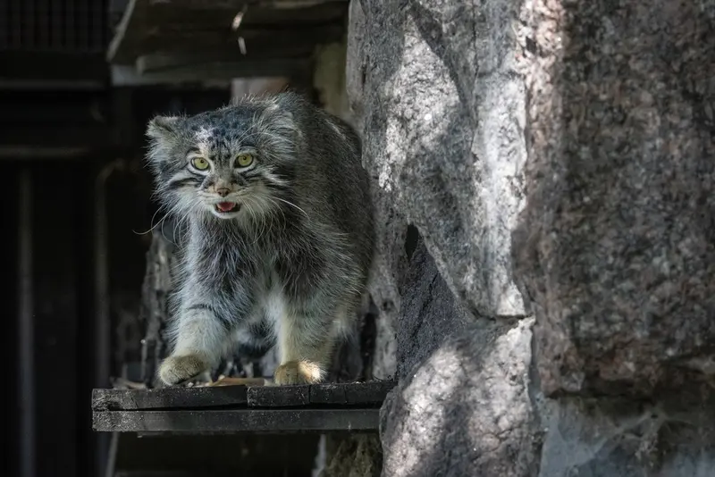 モスクワ動物園のティモフェイの写真
