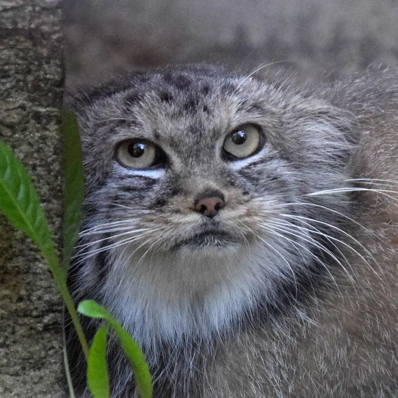 コシツェ動物園のマヌルネコのアラニ
