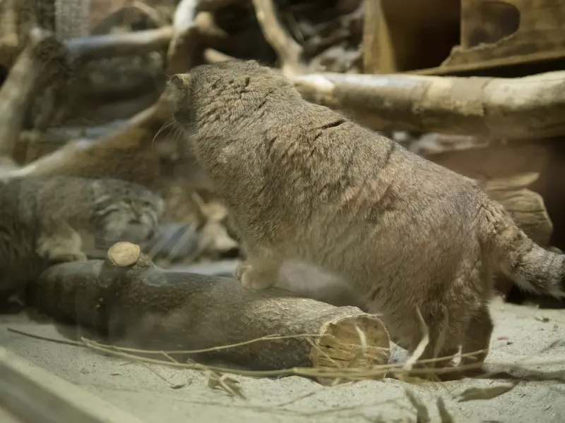 恩賜上野動物園のプリームラとクリョンの写真
