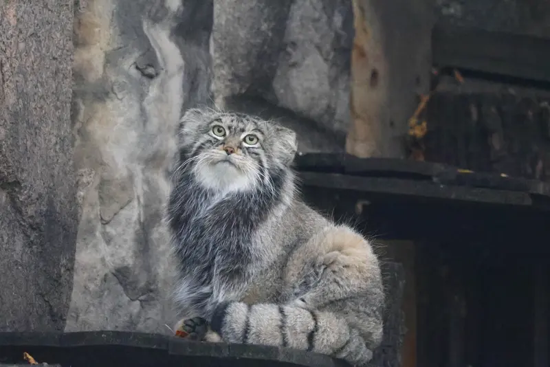 モスクワ動物園のティモフェイの写真