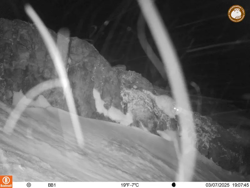 アクタス＝クンコラ［新］カメラトラップで撮影したOtocolobus manul manulの写真
