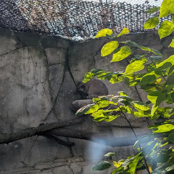 コロンバス動物園・水族館のティーナの写真