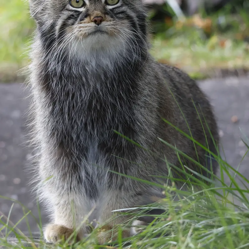 マヌルネコの写真