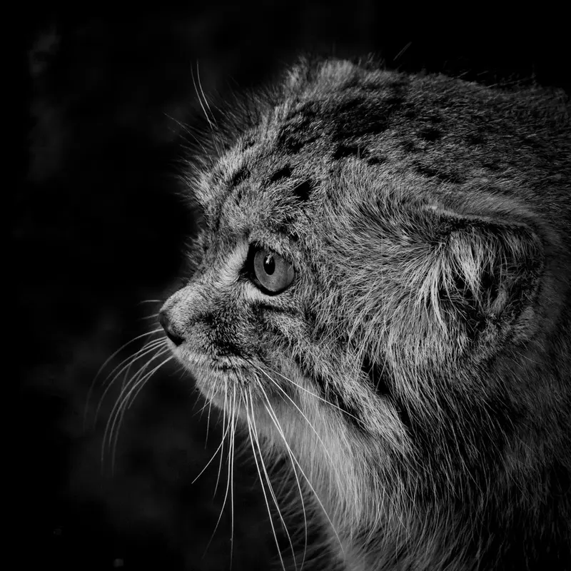 ビッグ・キャット・サンクチュアリのジェスロの写真