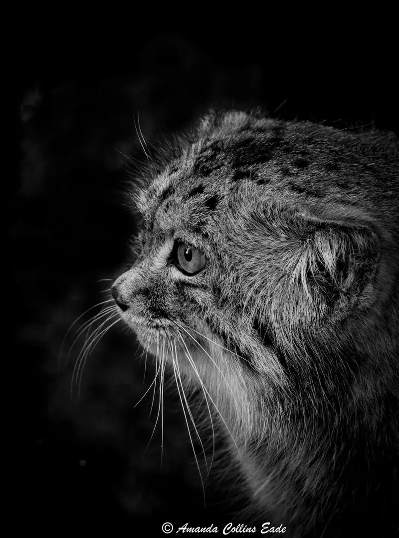ビッグ・キャット・サンクチュアリのジェスロの写真