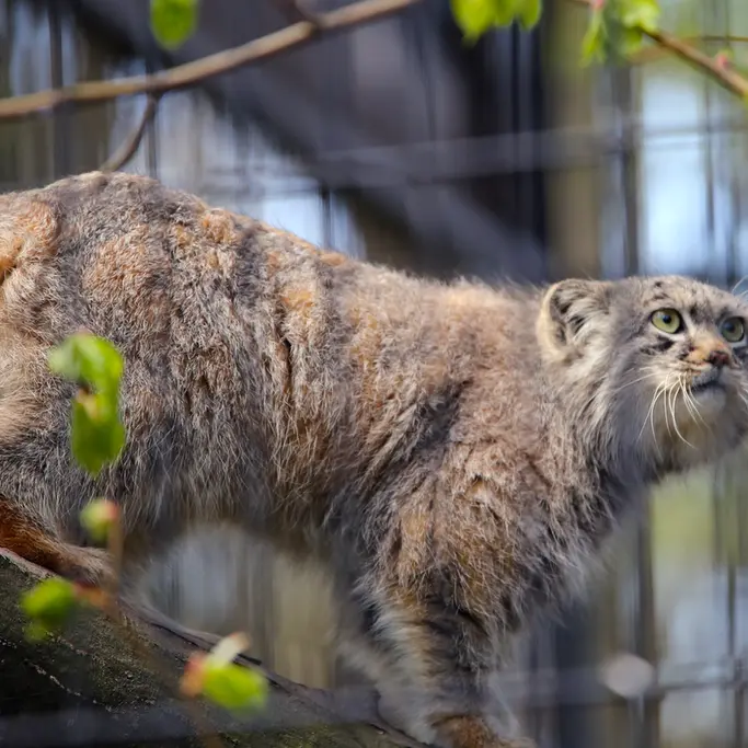 クラクフ動物園のツァスの写真