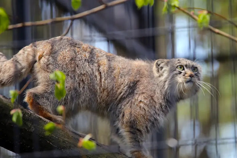 クラクフ動物園のツァスの写真