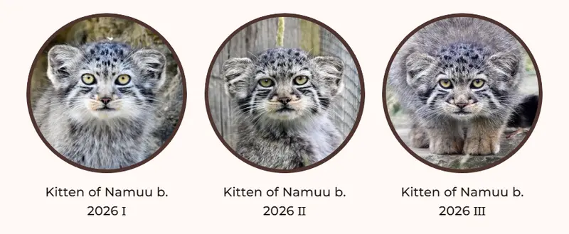 マヌルネコの写真
