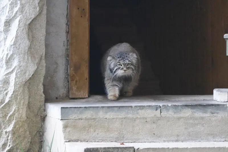 モスクワ動物園のティモフェイの写真