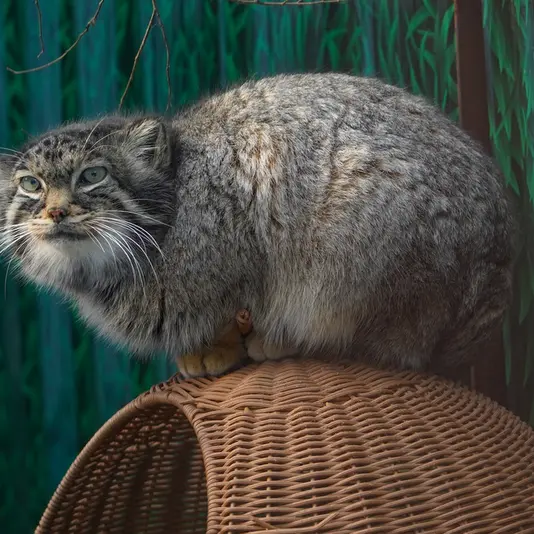 青海チベット高原野生動物園のスン・シャオメイの写真