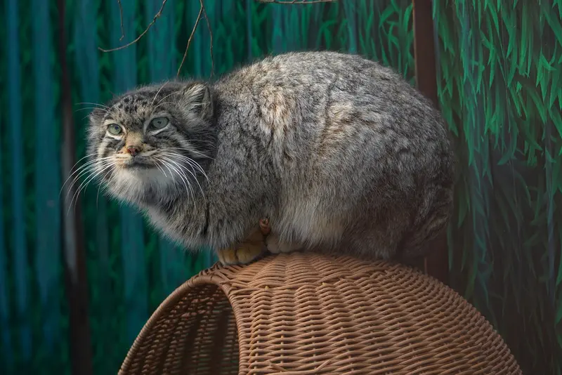 青海チベット高原野生動物園のスン・シャオメイの写真