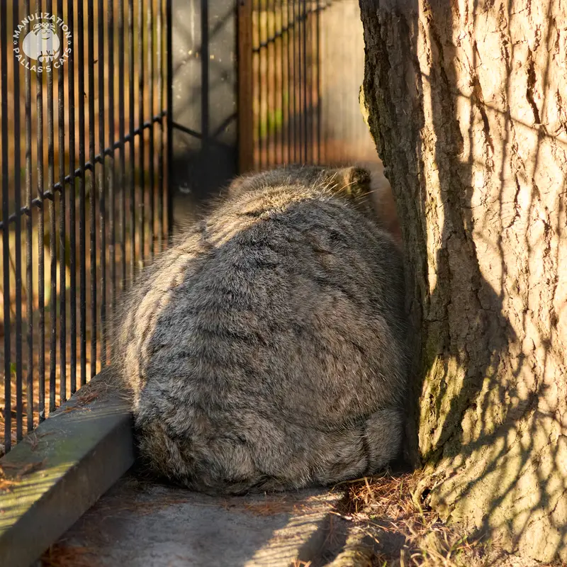 クラクフ動物園のツァスの写真