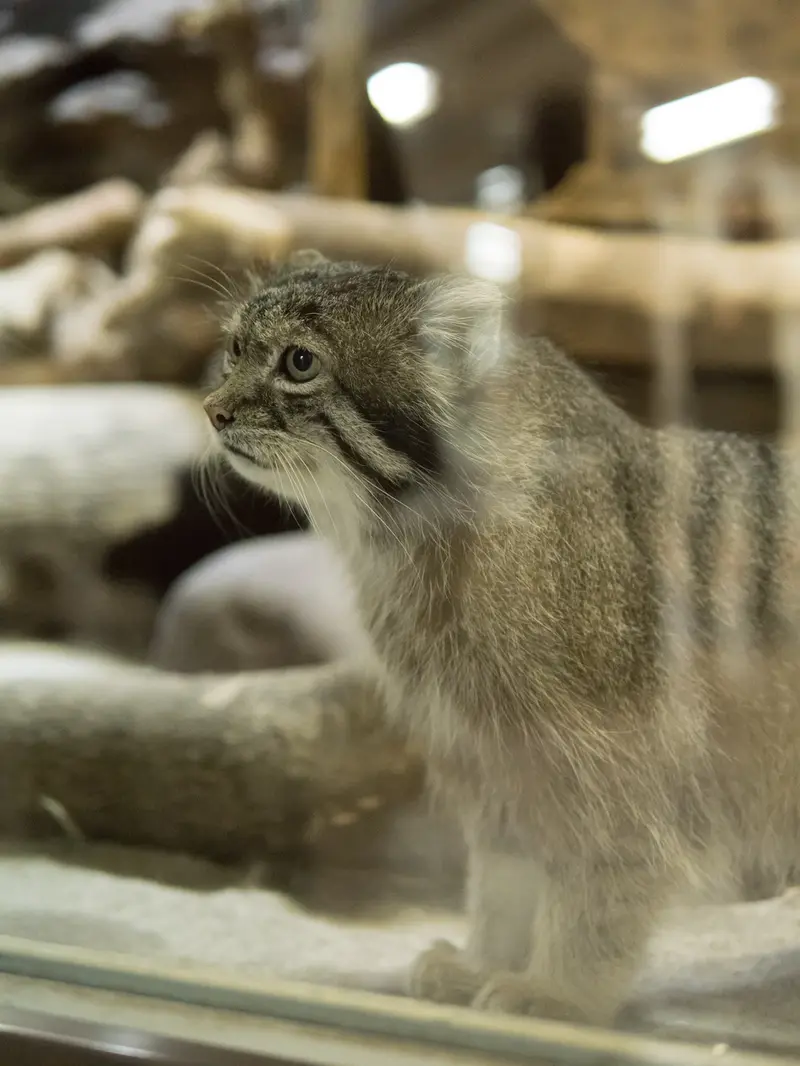 恩賜上野動物園のクリョンの写真