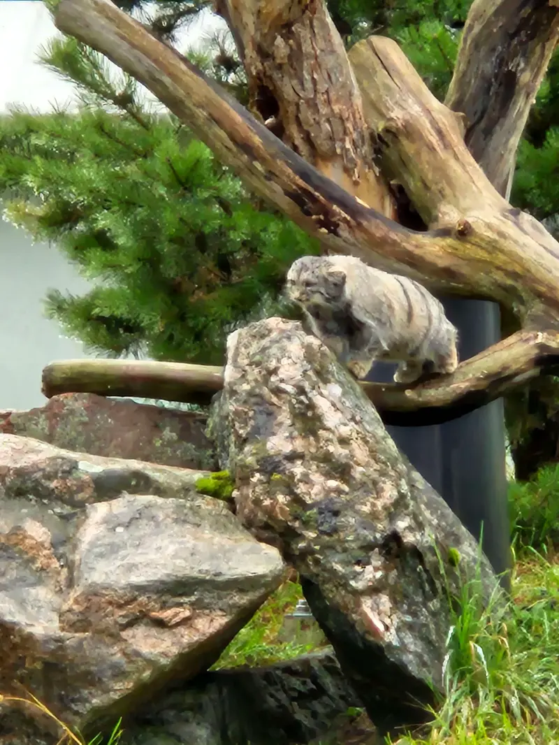 コルケアサーリ動物園のサイミの写真