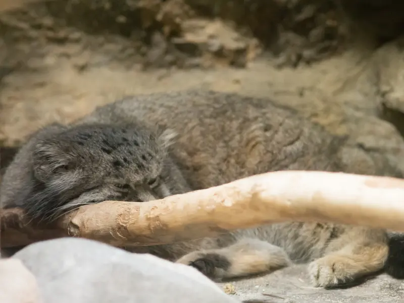 恩賜上野動物園のクリョンの写真
