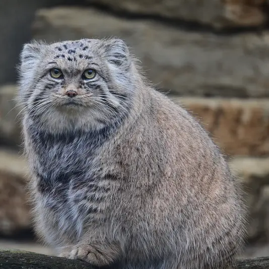 タリン動物園のマーズの写真