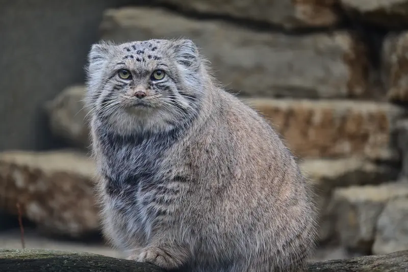 タリン動物園のマーズの写真