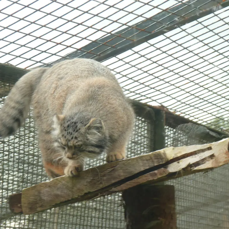 エディンバラ動物園のダッチェスの写真