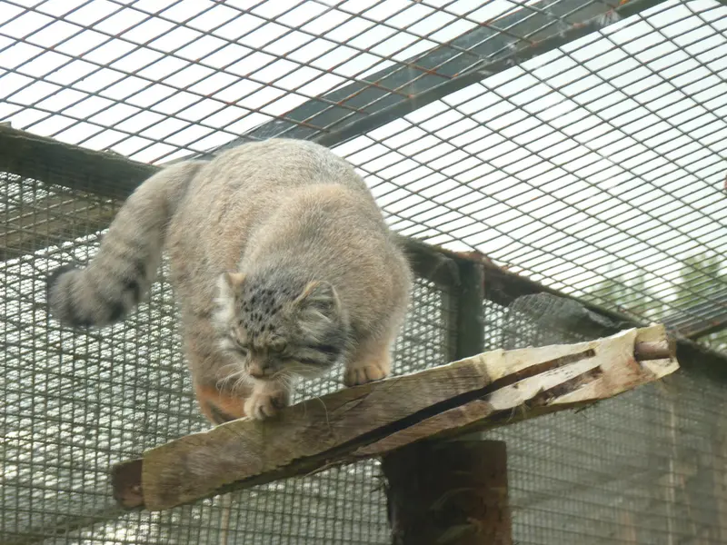 エディンバラ動物園のダッチェスの写真