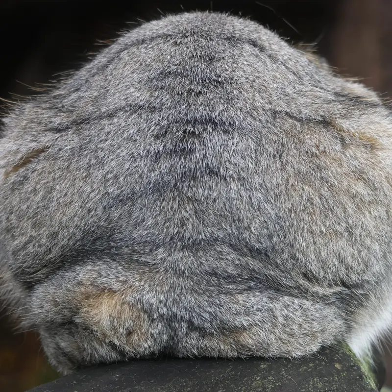 モスクワ動物園のティモフェイの写真