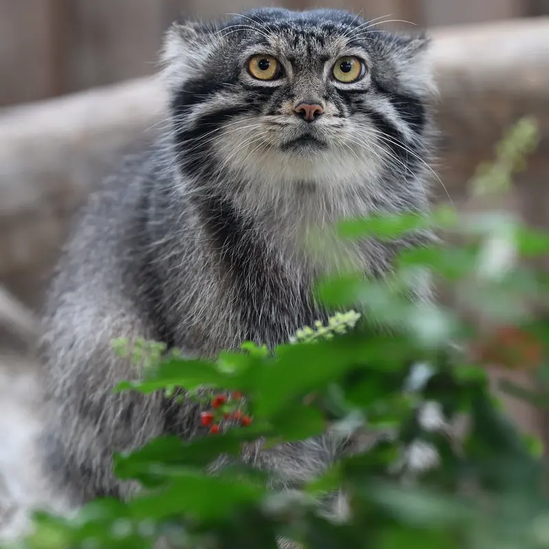 神戸どうぶつ王国のナルの写真