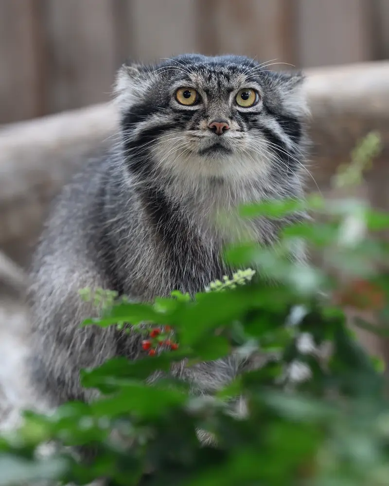 神戸どうぶつ王国のナルの写真