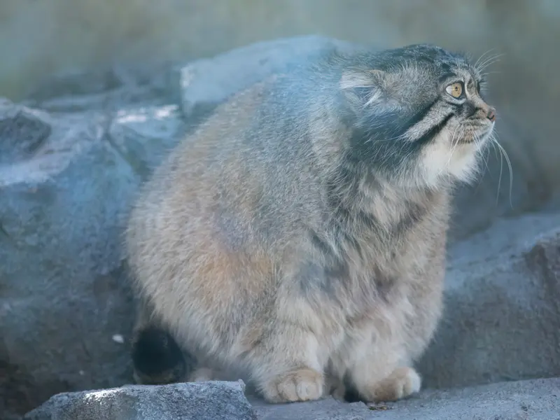 旭山動物園のグルーシャの写真
