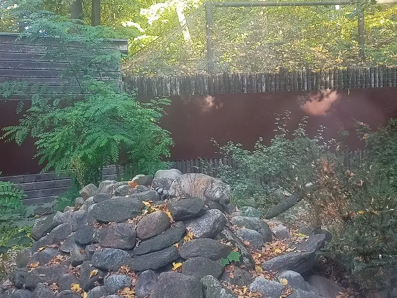 ポズナン新動物園のボジェンカの写真