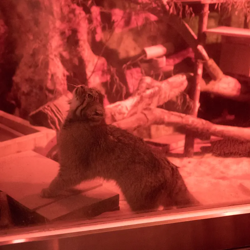 恩賜上野動物園のナイマの写真