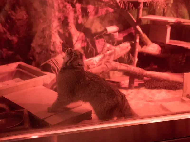 恩賜上野動物園のナイマの写真